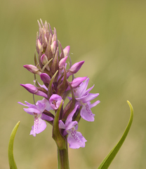 Dactylorhiza praetermissa