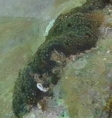 Distaplia bermudensis