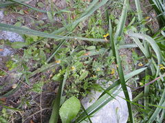 Lotus angustissimus