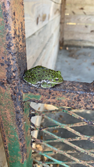 Hyla gratiosa
