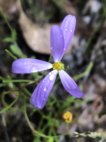 Brachyscome iberidifolia, photograph 5