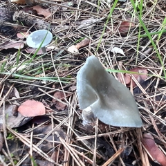 Clitocybe odora