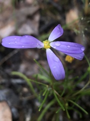 Brachyscome iberidifolia, photograph (c) Ruth Clark, some rights reserved (CC BY)