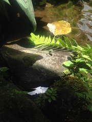 Basiliscus plumifrons