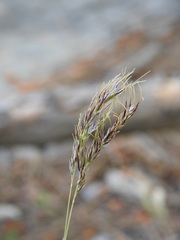 Poa bulbosa