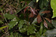 Alectryon subcinereus