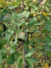 Quercus pubescens