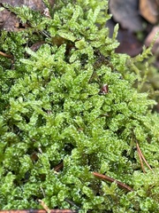 Hypnum cupressiforme