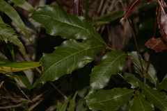 Alectryon subcinereus