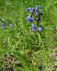 Dracocephalum ruyschiana