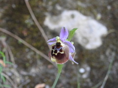 Ophrys fuciflora maxima