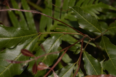 Alectryon subcinereus