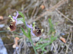 Ophrys fuciflora maxima