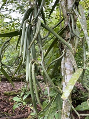 Vanilla madagascariensis