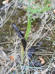 Ophrys fuciflora maxima