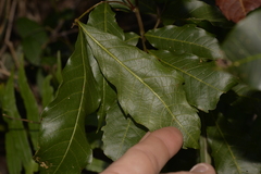 Alectryon subcinereus