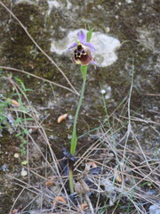Ophrys fuciflora maxima