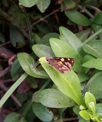 Metisella metis