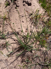 Wahlenbergia neostricta
