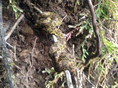 Bothriechis schlegelii