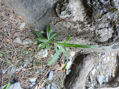 Atractylis cancellata