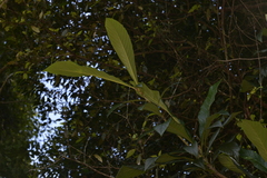 Eriobotrya japonica