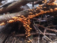 Favolaschia thwaitesii