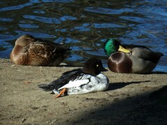 Anas platyrhynchos