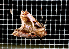 Calyptis idonea