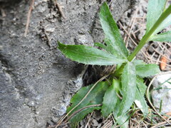 Atractylis cancellata