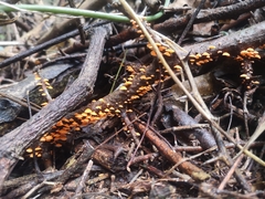 Favolaschia thwaitesii