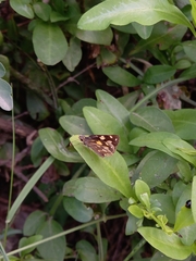 Metisella metis