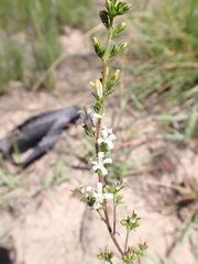 Wahlenbergia neostricta