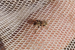 Andrion regensteinense