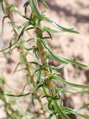 Wahlenbergia neostricta