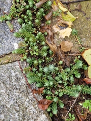 Petrosedum