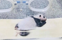 Ailuropoda