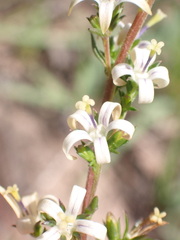 Wahlenbergia neostricta