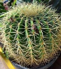 Kroenleinia grusonii