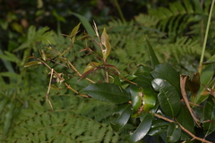 Syzygium smithii