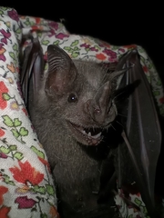 Artibeus jamaicensis