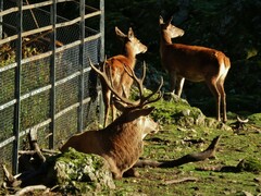 Cervus elaphus