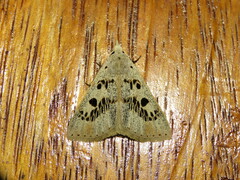 Herminodes atrosignata