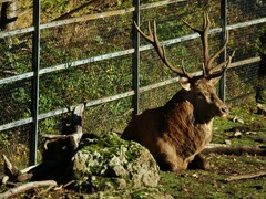 Cervus elaphus