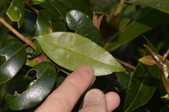 Syzygium smithii