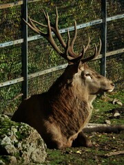 Cervus elaphus