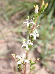 Wahlenbergia neostricta