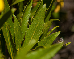 Flourensia thurifera