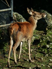 Cervus elaphus
