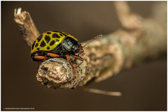 Calligrapha polyspila